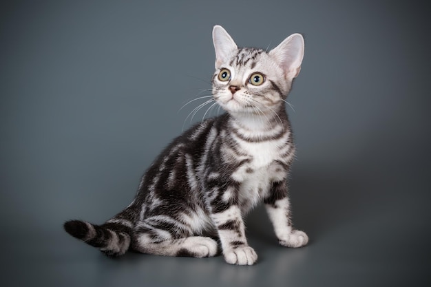 Fotografia de estúdio de um gato americano de pelo curto em fundos coloridos