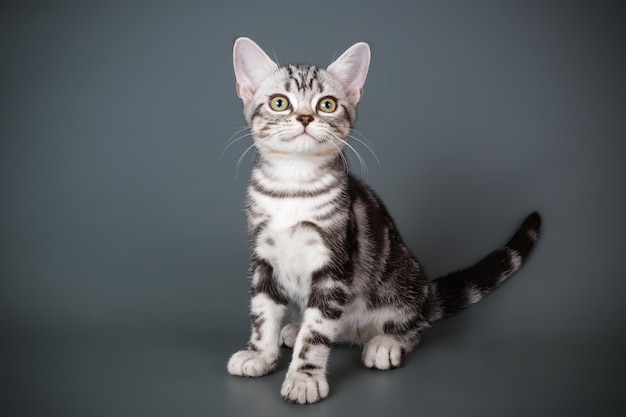 Fotografia de estúdio de um gato americano de pelo curto em fundos coloridos