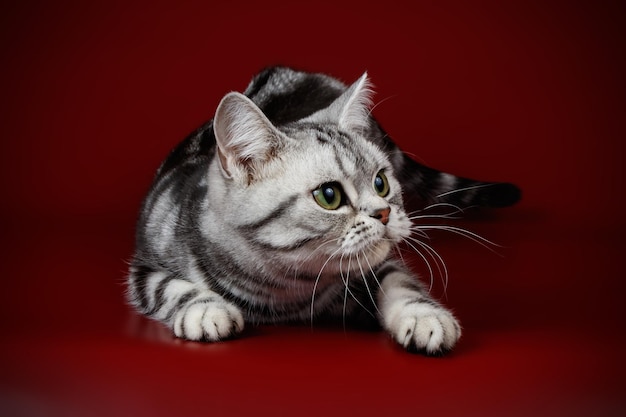 Fotografia de estúdio de um gato americano de pelo curto em fundos coloridos