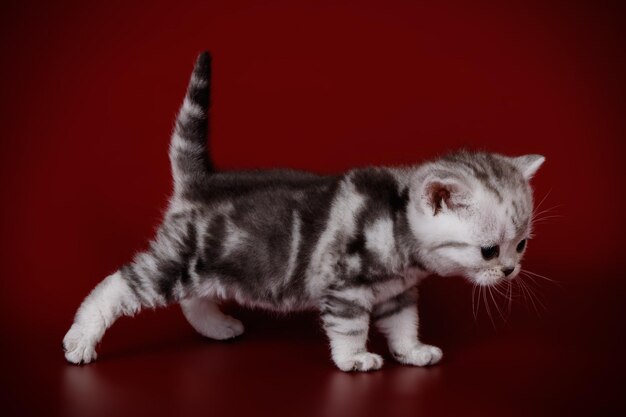 Fotografia de estúdio de um gato americano de pelo curto em fundos coloridos