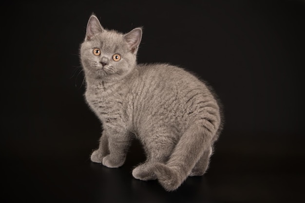 Fotografia de estúdio de um gato de pêlo curto britânico em fundos coloridos