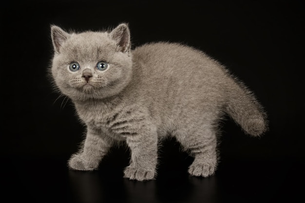 Fotografia de estúdio de um gato de pêlo curto britânico em fundos coloridos