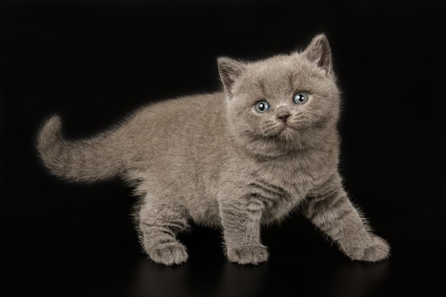 Fotografia de estúdio de um gato de pêlo curto britânico em fundos coloridos