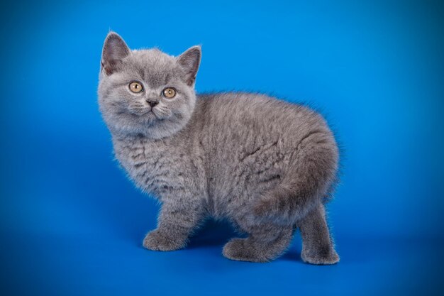 Fotografia de estúdio de um gato de pêlo curto britânico em fundos coloridos