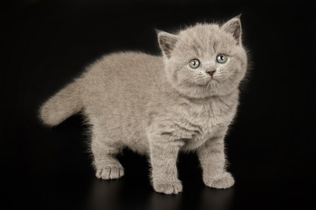 Fotografia de estúdio de um gato de pêlo curto britânico em fundos coloridos