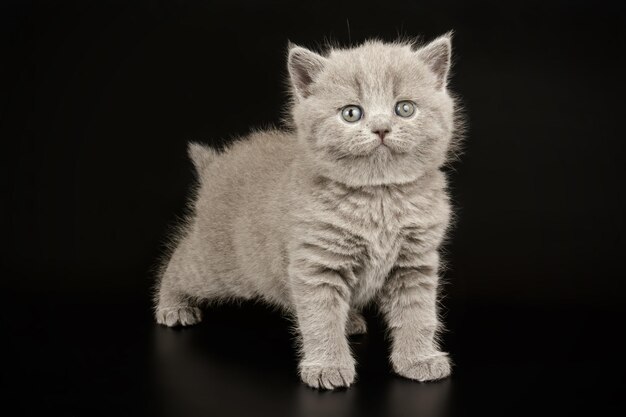 Fotografia de estúdio de um gato de pêlo curto britânico em fundos coloridos