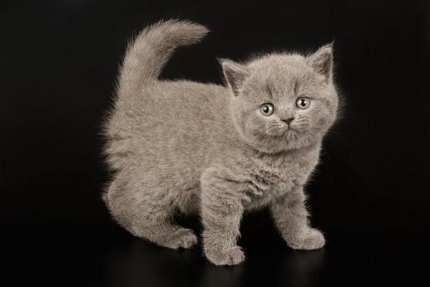 Fotografia de estúdio de um gato de pêlo curto britânico em fundos coloridos