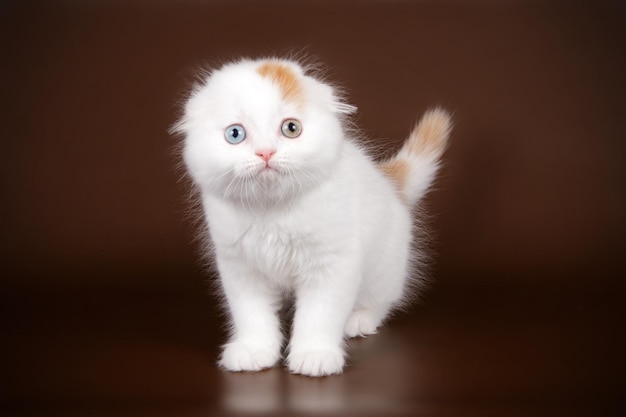 Fotografia de estúdio de um gato de pêlo curto escocês em fundos coloridos