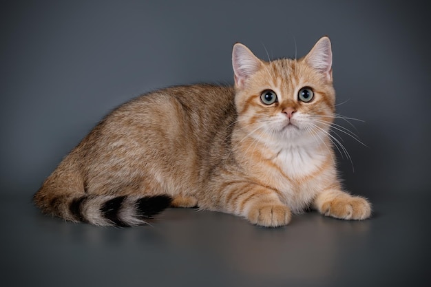 Fotografia de estúdio de um gato escocês de pêlo curto reto em fundos coloridos