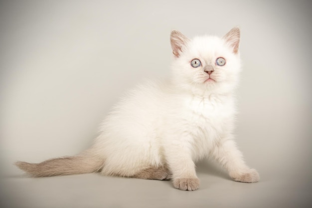 Fotografia de estúdio de um gato escocês de pêlo curto reto em fundos coloridos