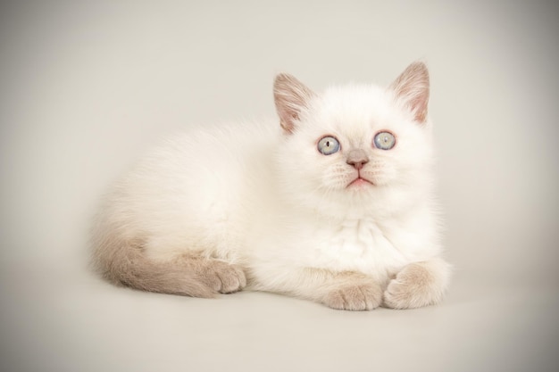 Fotografia de estúdio de um gato escocês de pêlo curto reto em fundos coloridos