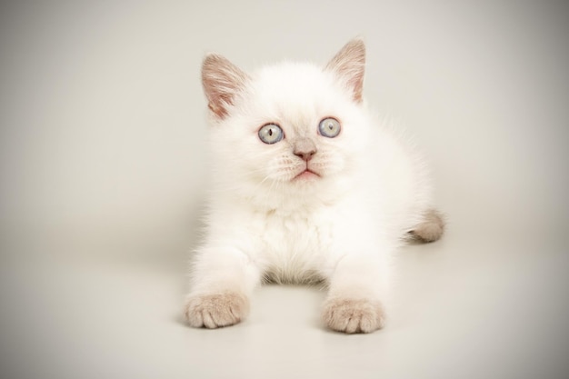 Fotografia de estúdio de um gato escocês de pêlo curto reto em fundos coloridos