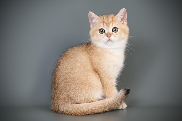 Fotografia de estúdio de um gato escocês de pêlo curto reto em fundos coloridos