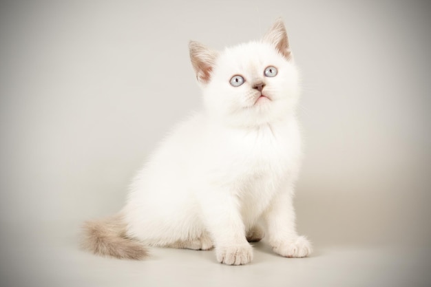 Fotografia de estúdio de um gato escocês de pêlo curto reto em fundos coloridos