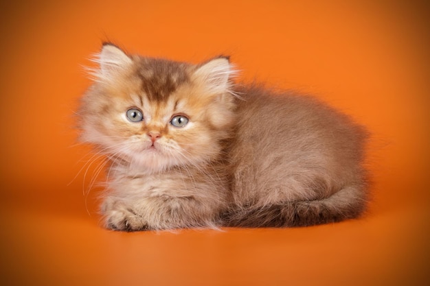 Fotografia de estúdio de um gato heterossexual das montanhas em fundos coloridos