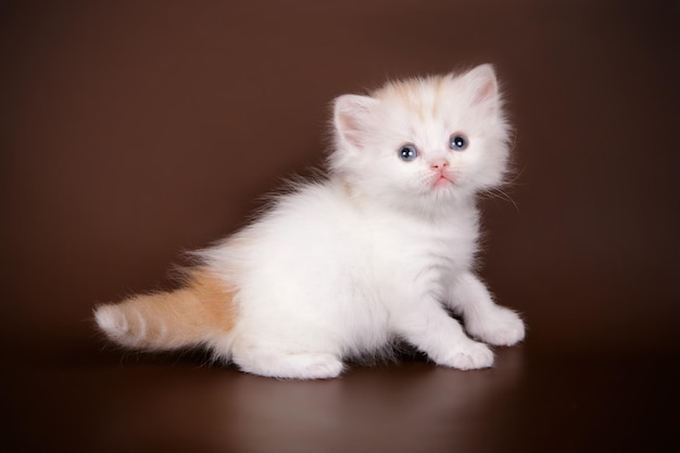 Fotografia de estúdio de um gato heterossexual das montanhas em fundos coloridos