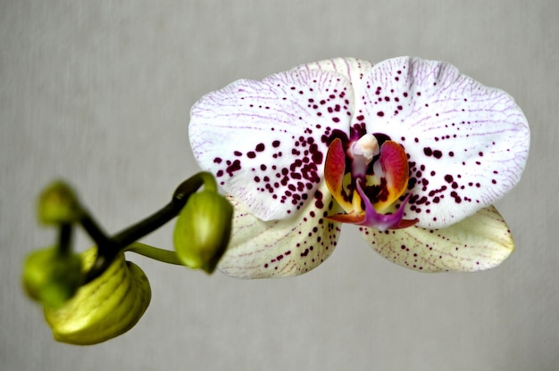 Fotografia de estúdio de uma flor com botões