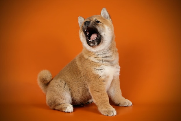 Fotografia de estúdio de uma shiba inu em fundos coloridos