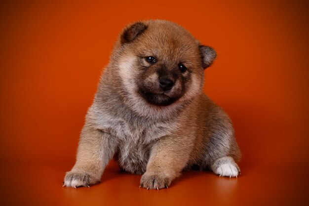 Fotografia de estúdio de uma shiba inu em fundos coloridos