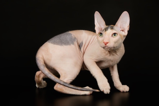 Fotografia de estúdio do gato don sphynx em fundos coloridos