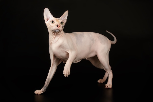 Fotografia de estúdio do gato don sphynx em fundos coloridos