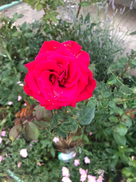 Fotografia de flores de rosas roxas