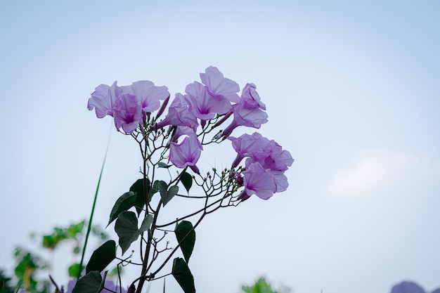 Fotografia de flores