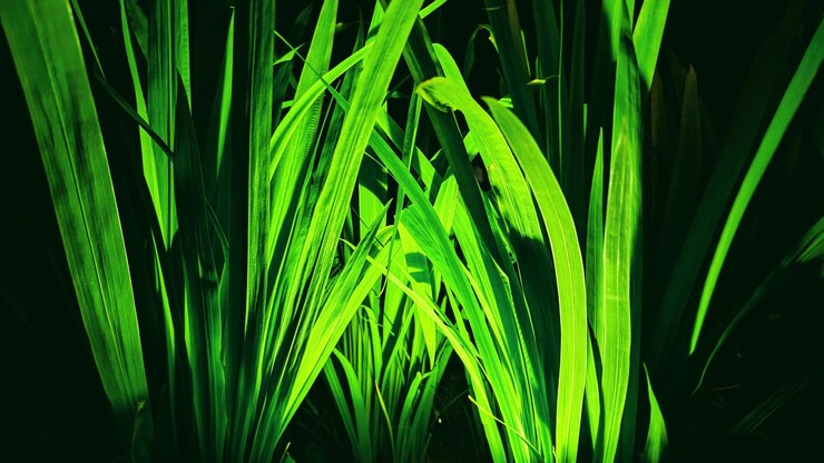 Fotografia de folha verde com luz