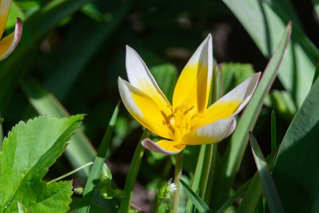 Fotografia de lírios amarelos no jardim da vila.