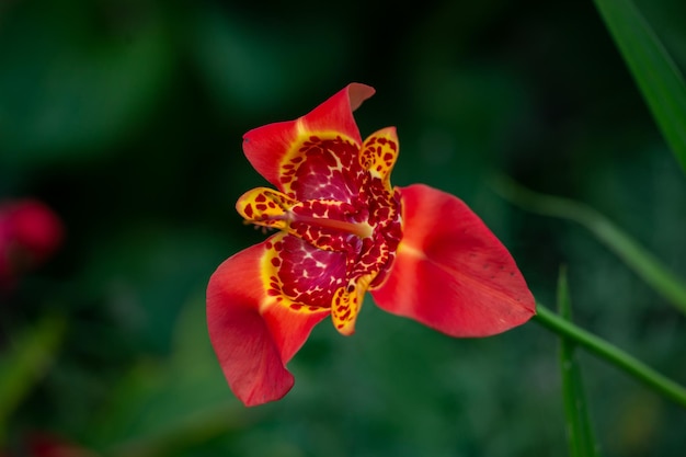 Fotografia de macro de flor de tigridia pavonia vermelha brilhante em um fundo verde