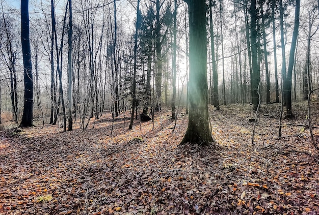 Fotografia de paisagem da natureza no norte da Alemanha