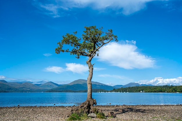 Fotografia de paisagem de lago e árvore sozinha