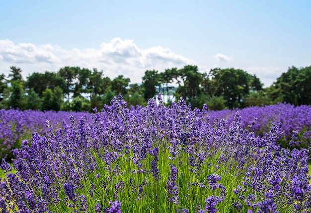 Fotografia de paisagem do campo de lavanda