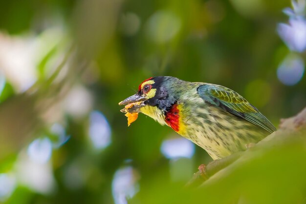 Foto fotografia de pássaros imagem de pássaros fotografia de pássaros mais bonita fotografia de natureza