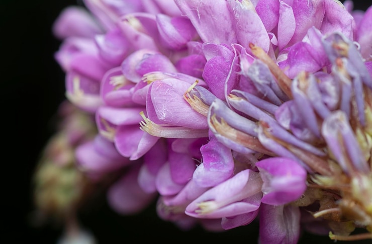Foto fotografia de perto da flor da erva daninha desmodium heterocarpon