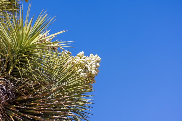 Foto fotografia de perto da flor da planta yucca contra o céu azul