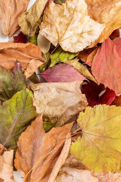 Fotografia de perto das folhas secas coloridas