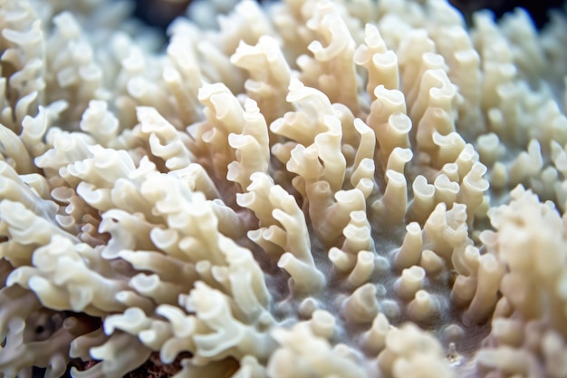 Fotografia de perto de um coral de xênia pulsante de cor creme suave