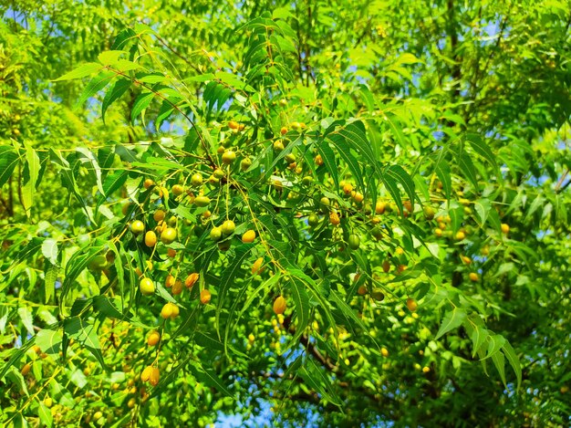 Foto fotografia de perto dos frutos e folhas da árvore de neem