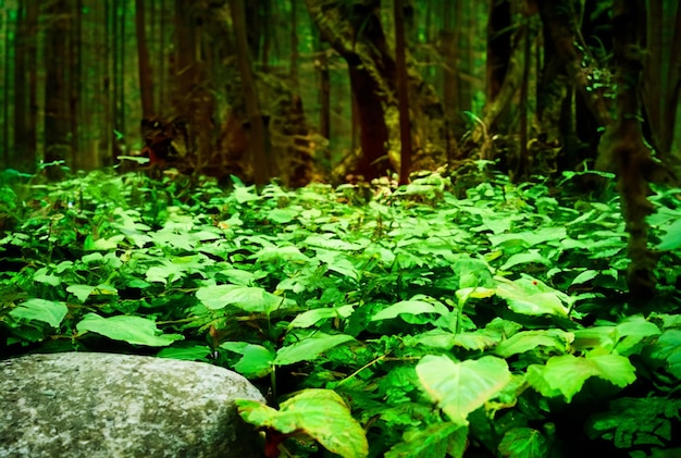 Fotografia de perto Floresta mágica com plantas vibrantes e brilhantes fundo