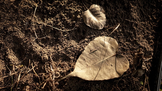 Fotografia de plantas 2