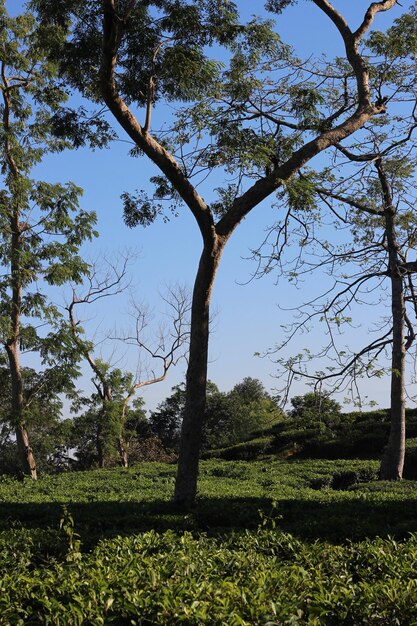 Fotografia de praia tópica com jardim natural e água limpa com céu