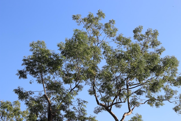 Fotografia de praia tópica com jardim natural e água limpa com céu