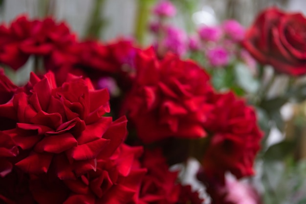 Fotografia de profundidade de campo de botões de rosa vermelha