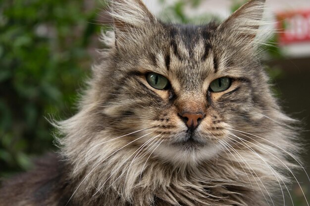 Fotografia de retratos de gatos, animais, fundo da natureza