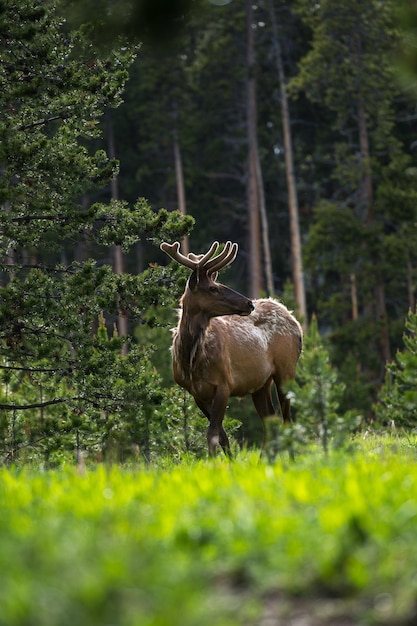 Fotografia de superfície de um alce caminhando em um campo na floresta