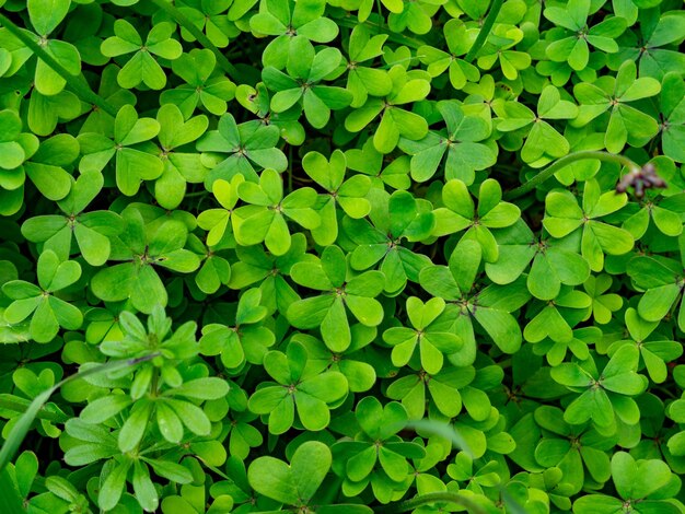 Fotografia de textura de folhas de trevo verde