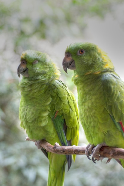 fotografia de um animal