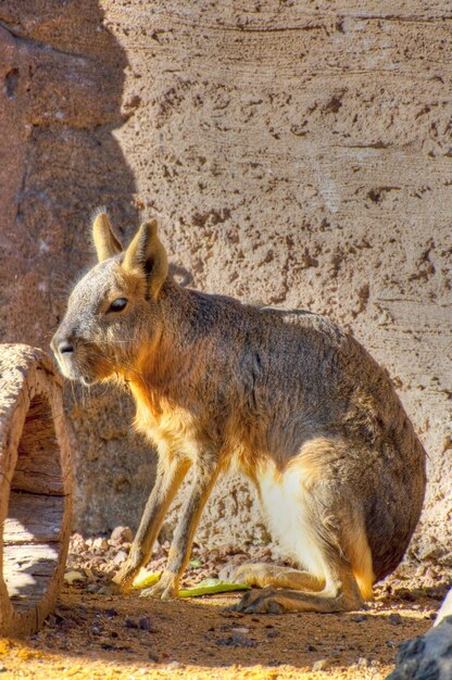 fotografia de um animal