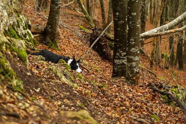 Foto fotografia de um cão border collie em uma floresta de faias folhas caídas no chão
